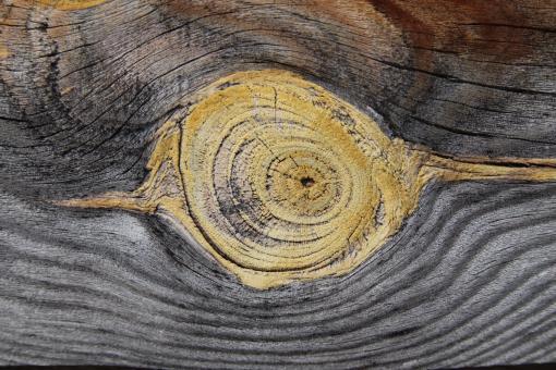 Free Stock Photo of Natural beauty of wood