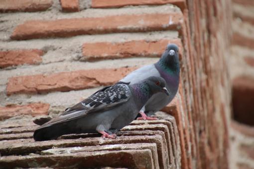 Free Stock Photo of Pigeons on a brick wall