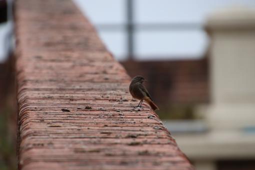 Free Stock Photo of Red tail on a brick wall