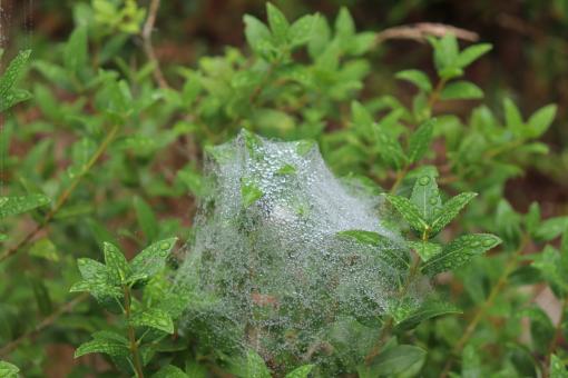 Free Stock Photo of Unusual Spiderweb