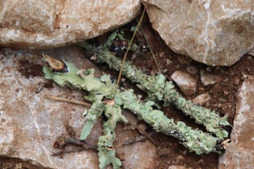 Free Stock Photo of Beauty of lichens