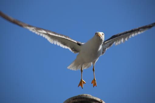 Free Stock Photo of Seagull taking off