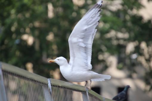 Free Stock Photo of Side view of seagull with wings opened