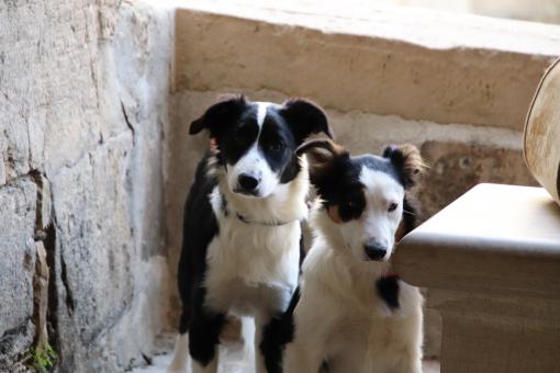Free Stock Photo of Two black and white dogs