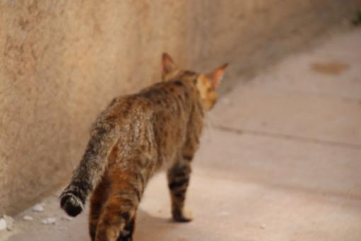 Free Stock Photo of Cat walking away