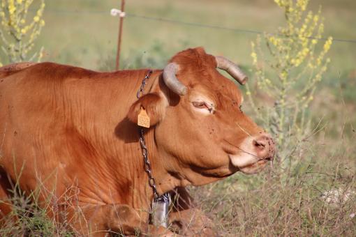 Free Stock Photo of Clear-brown cow with a neck-bell and half cut horns