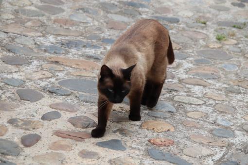 Free Stock Photo of Siamese cat cautiously walking on a sandstone pavement