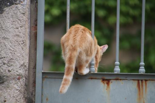 Free Stock Photo of Ginger cat jumping through a rusted metallic door