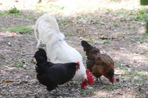 Free Stock Photo of Hens and Rooster