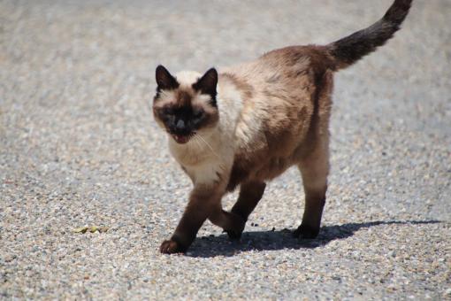 Free Stock Photo of Siamese Beauty
