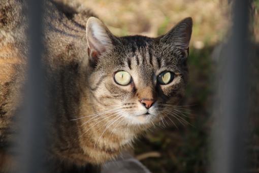 Free Stock Photo of Caught the cat!!