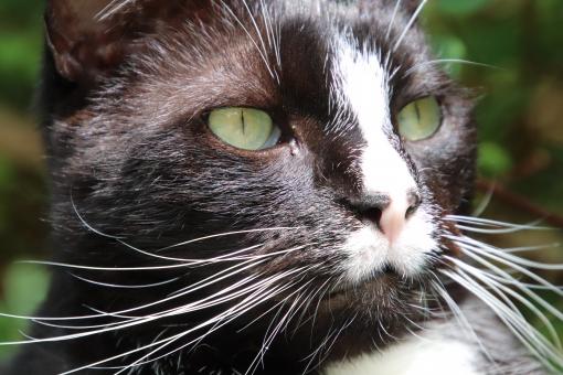 Free Stock Photo of Look at me deep in the eyes!!