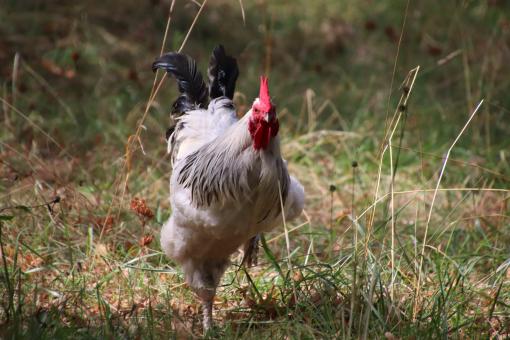 Free Stock Photo of Rooster that seems a bit angry