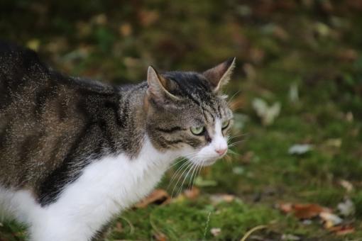 Free Stock Photo of Model cat posing for the picture