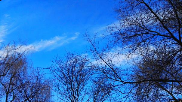 Free Stock Photo of A clear sky in winter