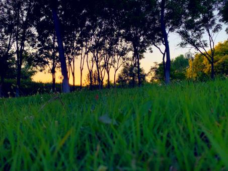 Free Stock Photo of Dandelions in the grass