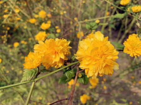 Free Stock Photo of Wild flowers in full bloom