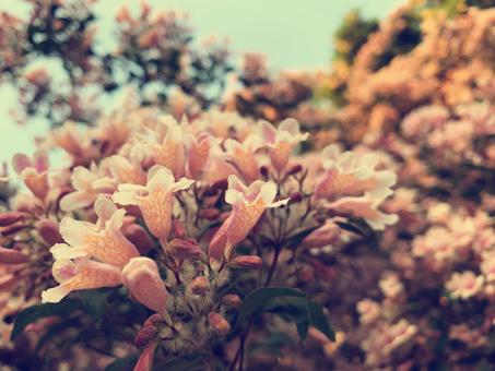 Free Stock Photo of Sea of flowers