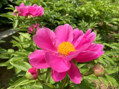 Free Stock Photo of The most brilliant flower in the garden