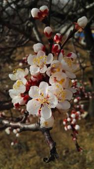 Free Stock Photo of Flowers are like gauze