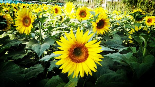 Free Stock Photo of Sunflowers yearning for sunshine