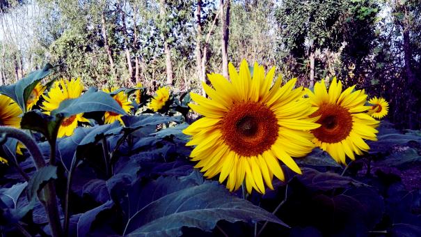 Free Stock Photo of Rows of sunflowers