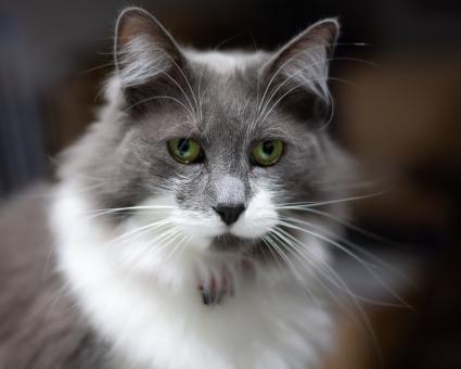 Free Stock Photo of Gray and White Cat