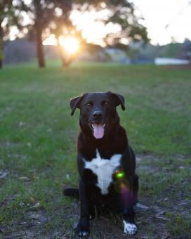 Free Stock Photo of Happy Black Dog