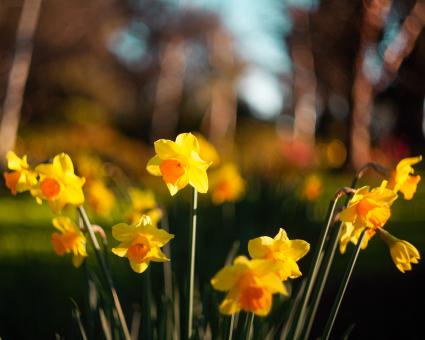 Free Stock Photo of Yellow Easter Lilies