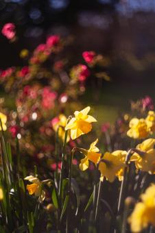 Free Stock Photo of Colorful Spring Flowers