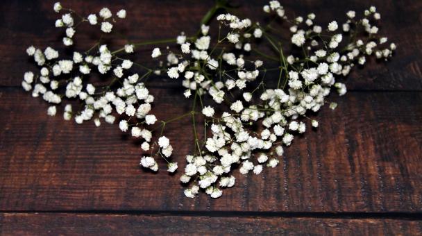 Free Stock Photo of White flowers of Gypsophila