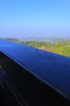 Free Stock Photo of Morning Ants