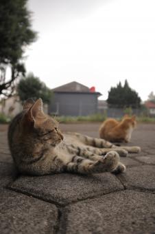 Free Stock Photo of Cats Posing