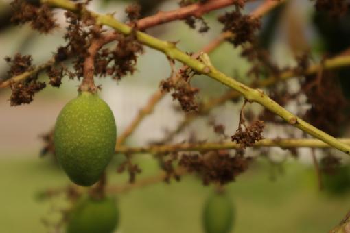 Free Stock Photo of Little Mango