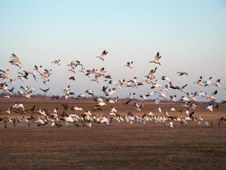 Free Stock Photo of Flock of Birds