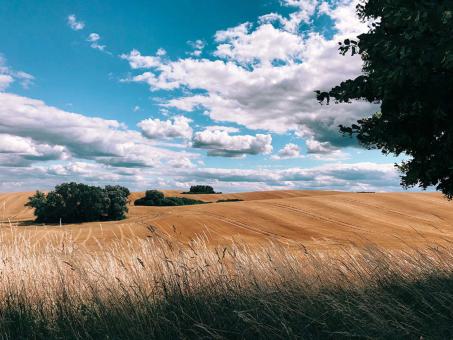 Free Stock Photo of Wheat Field