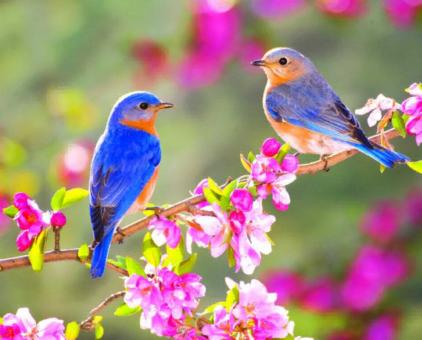 Free Stock Photo of Birds on Floral Branch