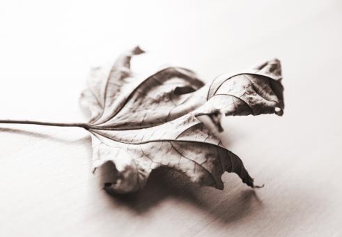 Free Stock Photo of Wilted Autumn Leaf