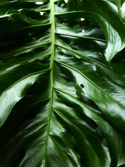 Free Stock Photo of Monstera Leaf