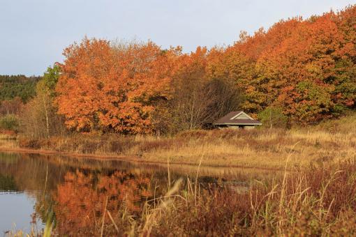 Free Stock Photo of The colors of Autumn