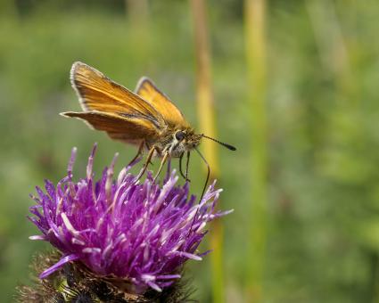 Free Stock Photo of Skipper butterfly feeding