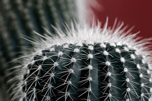 Free Stock Photo of Spectral Cactus