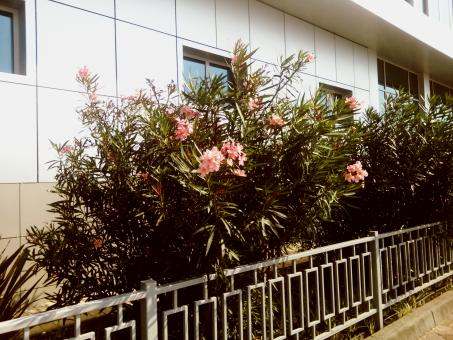 Free Stock Photo of Pink flowers near the building