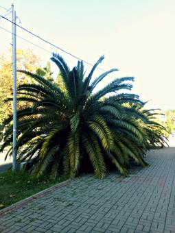 Free Stock Photo of Beautiful low palm tree