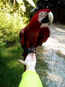 Free Stock Photo of Big red parrot (ara parrot)