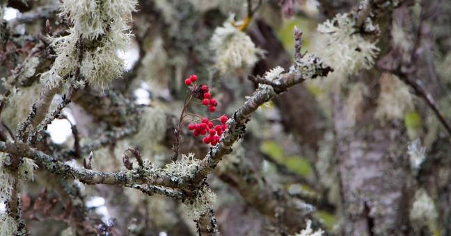 Free Stock Photo of Color of rowan