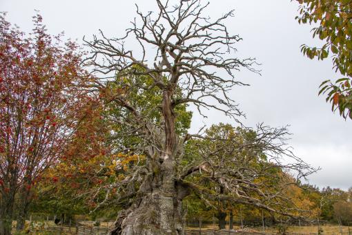 Free Stock Photo of 1000 years old Oak tree in Sweden