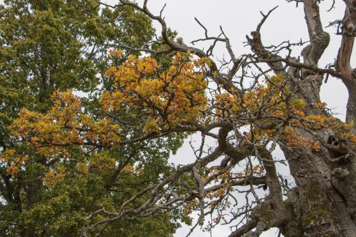Free Stock Photo of More than 1000 years old oak tree in Sweden