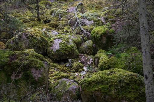 Free Stock Photo of Mossy stones in dark woods
