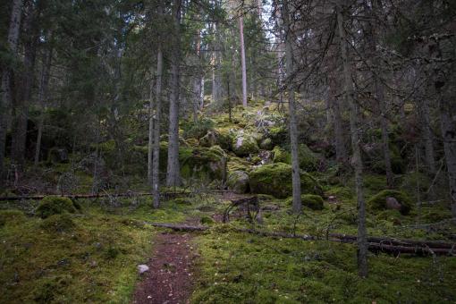 Free Stock Photo of Trail into the woods